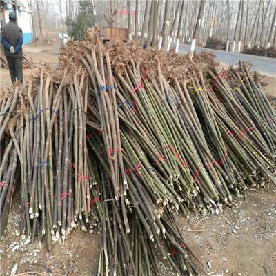 足章苗木種植基地 專業苗木種植與生態發展之路