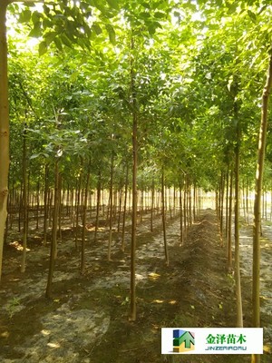 河北保定博野金澤綠化苗木基地 遼寧、山西、山東白蠟苗木的種植與供應優勢